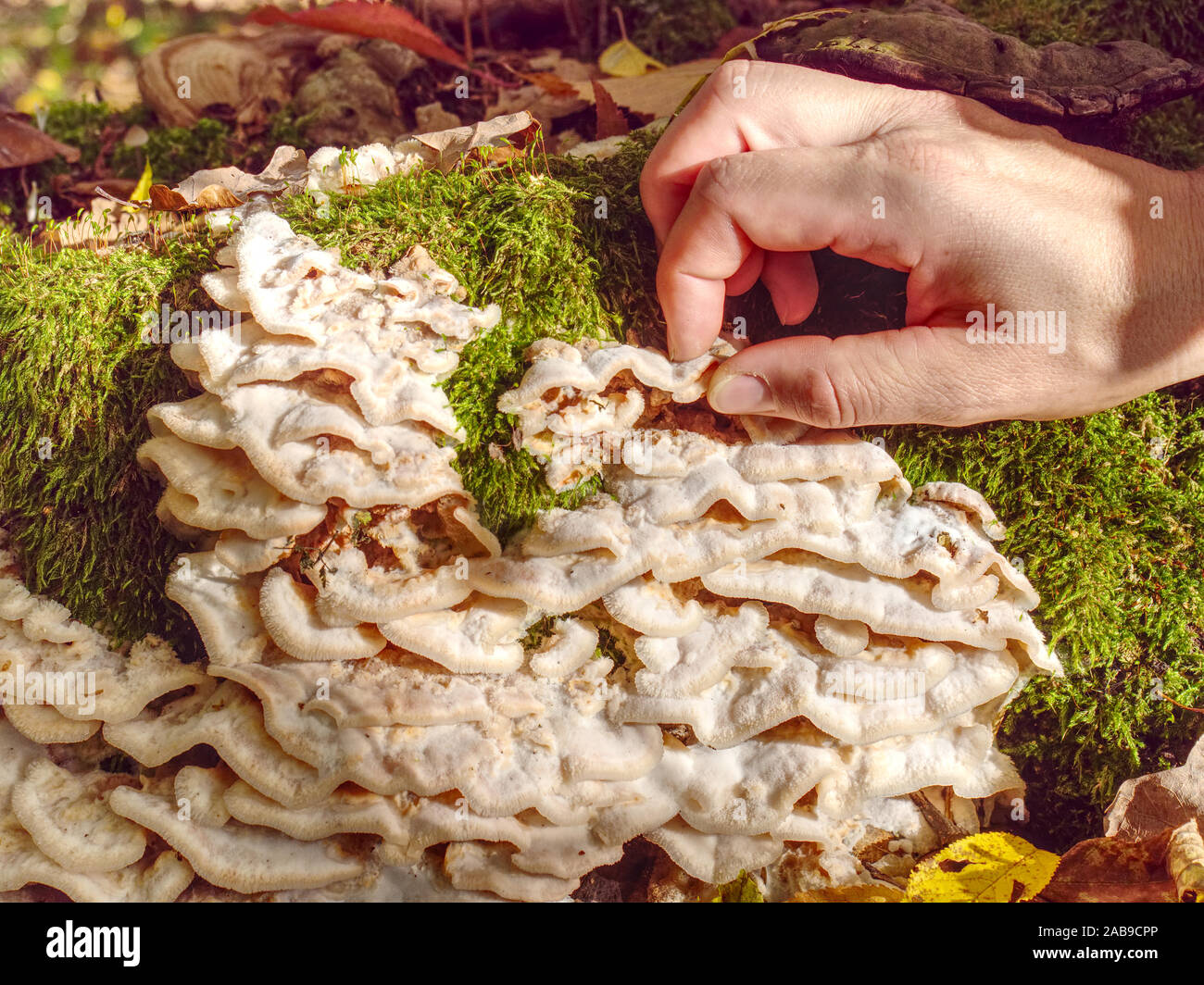 Female hand takes white mushrooms  from tree. Stump with lots of delicious edible mushrooms in the forest against  trees roots and fallen leaves. Stock Photo