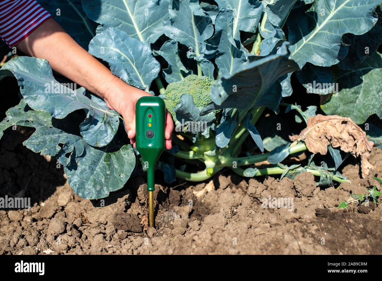 Agronom measure soil in broccoli plantation. Close up broccoli head in
