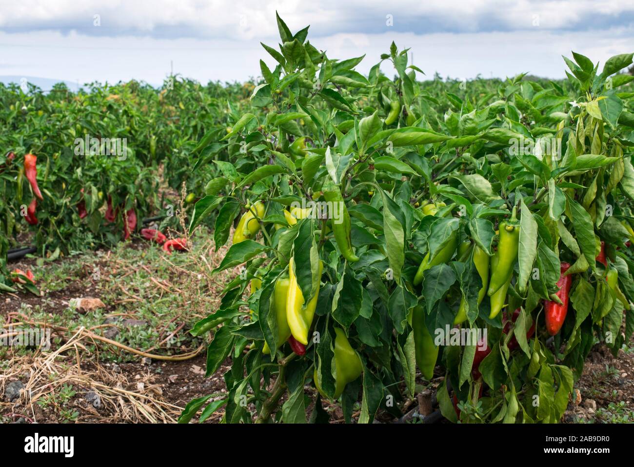Pepper plantations hi-res stock photography and images - Alamy