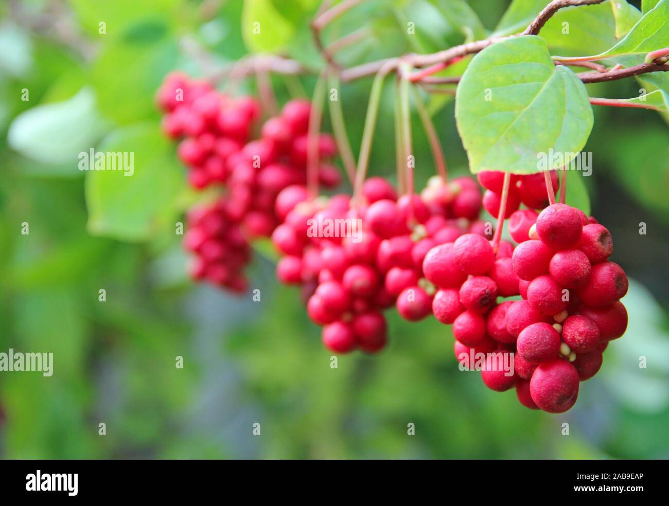 Лимонник Китайский Купить Саженцы В Нижнем Новгороде