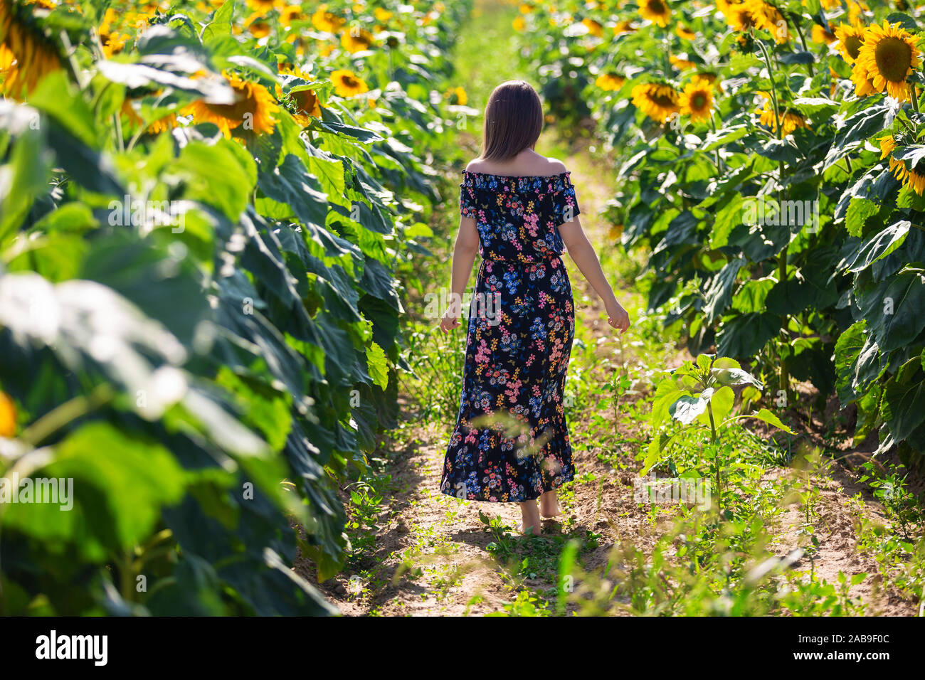 Woman in dress backwards on the sunflowers field Stock Photo