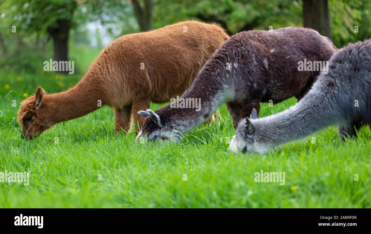 Alpacas of different colors eating grass Stock Photo