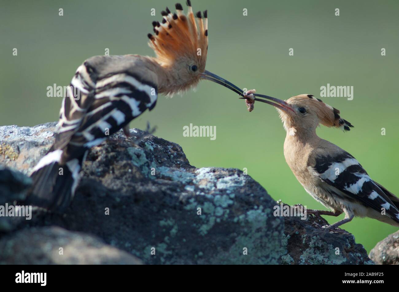 Eurasian hoopoe upupa epops pair hires stock photography and images