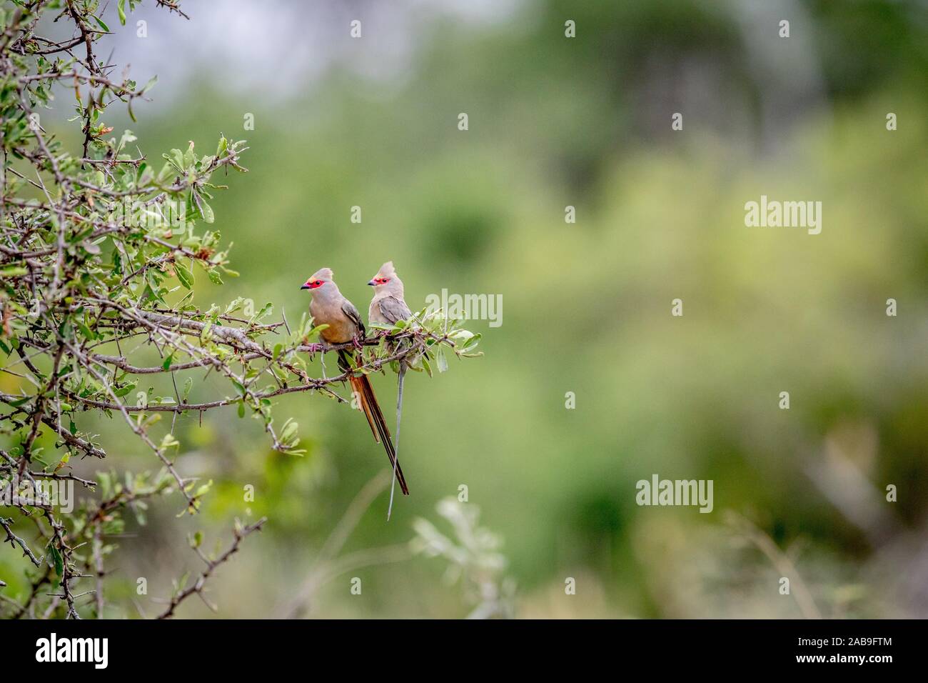 Two Red-faced mousebirds sitting on a branch in the Kruger National Park, South Africa. Stock Photo
