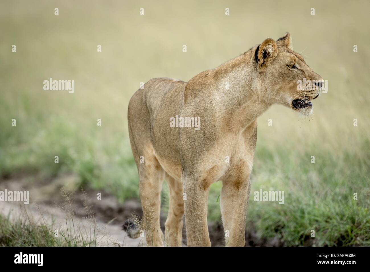 Profile of lion hi-res stock photography and images - Alamy