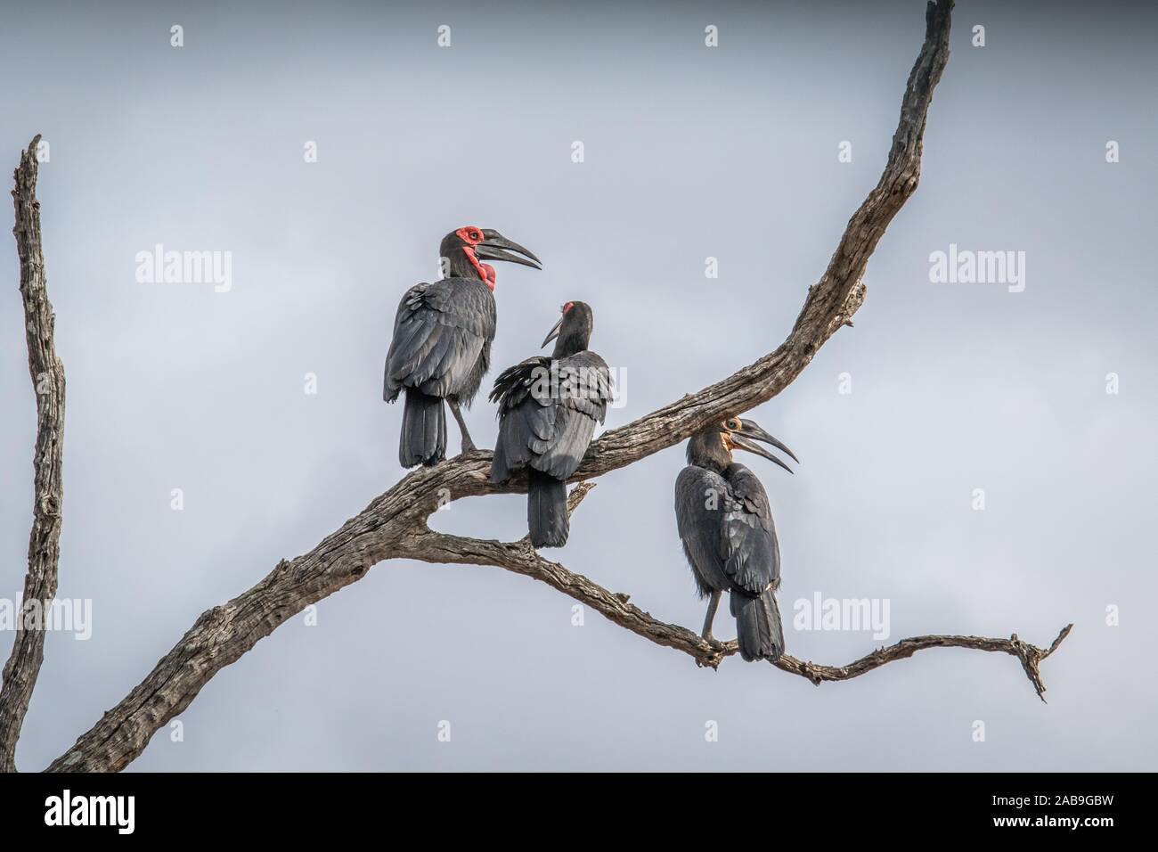 Three Southern ground hornbills in a tree in the Kruger National Park, South Africa. Stock Photo