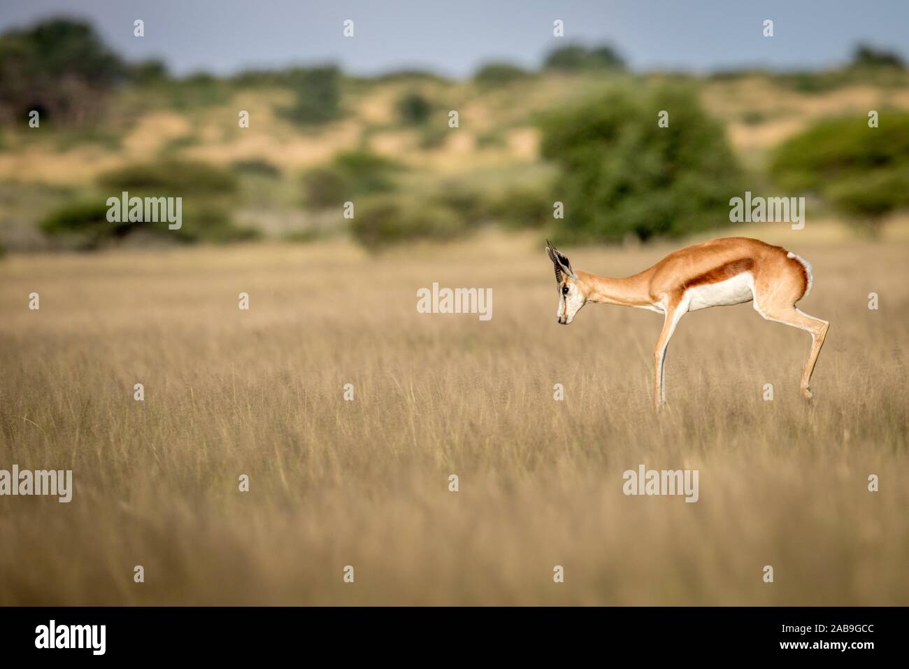 Springbok jump hires stock photography and images Alamy