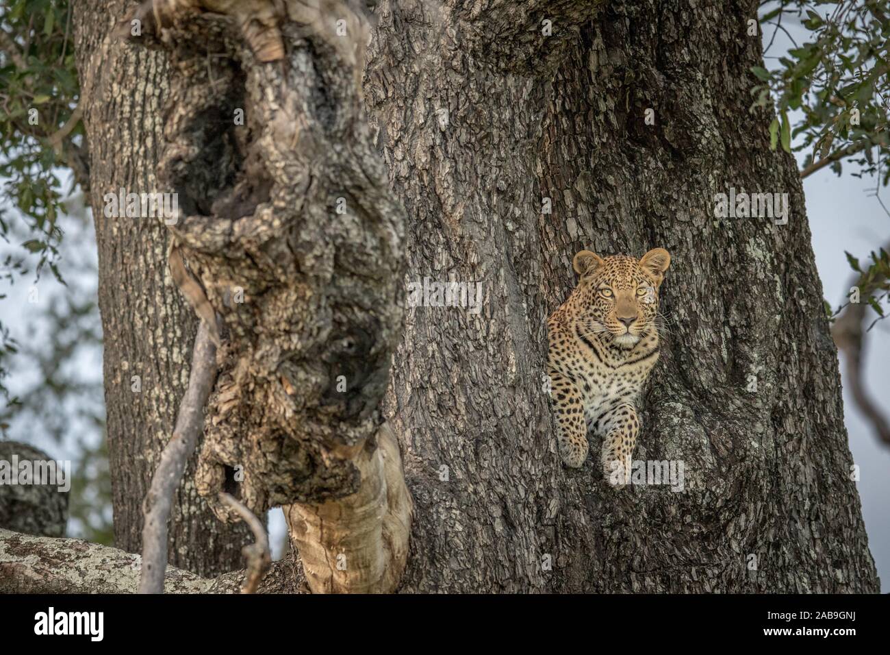 Leopard in a tree in the Okavango delta, Botswana Stock Photo - Alamy