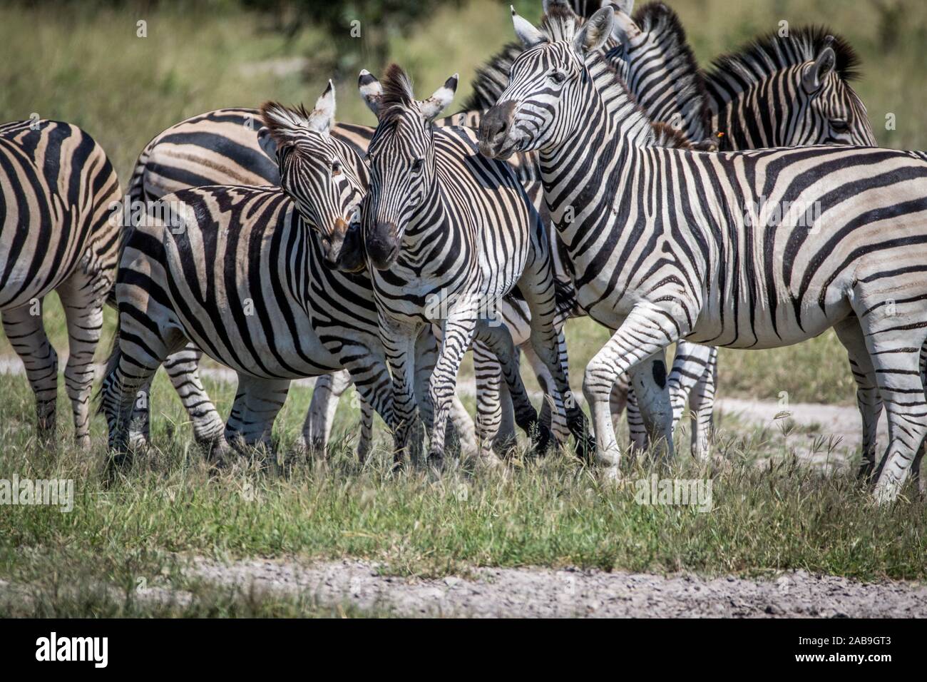 The three species of zebra hires stock photography and images Alamy