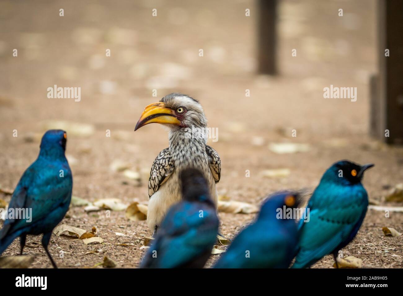 Yellow-billed hornbill and Cape glossy starlings sitting on the ground in the Kruger National Park, South Africa. Stock Photo
