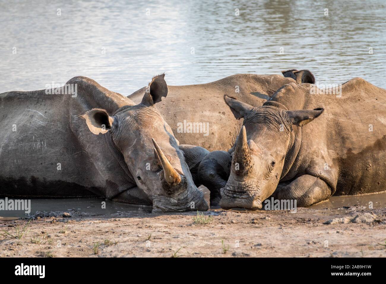 Group of White rhinos laying in the water, South Africa Stock Photo Alamy