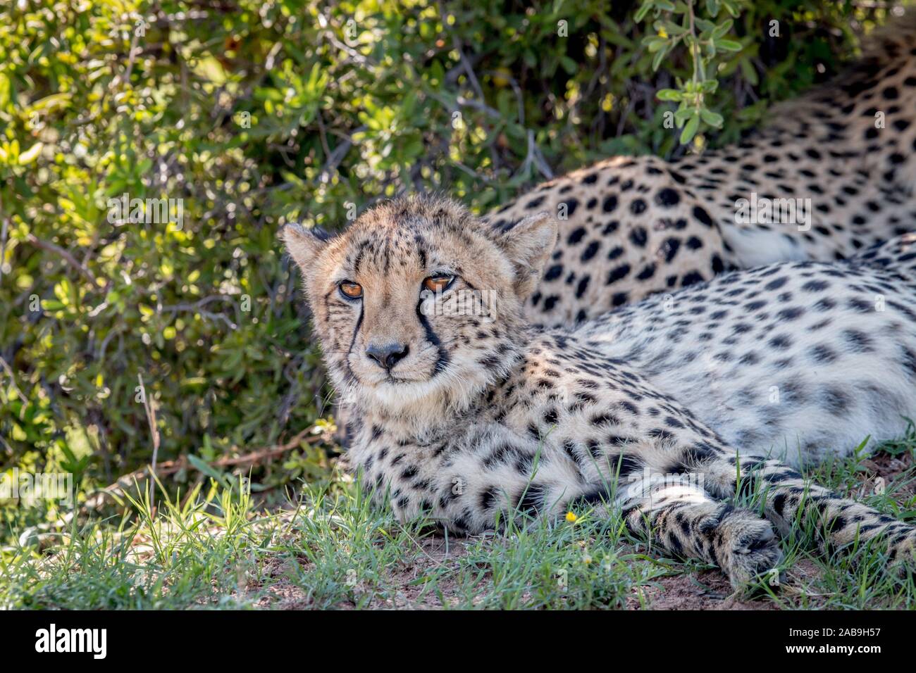 Cheetah laying down and starring in the Welgevonden game reserve, South Africa. Stock Photo