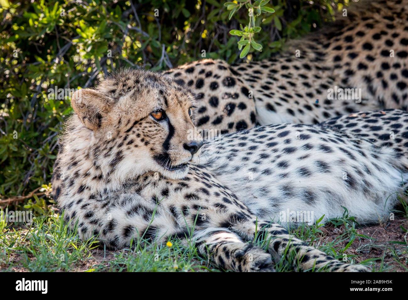 Cheetah laying down and starring in the Welgevonden game reserve, South Africa. Stock Photo