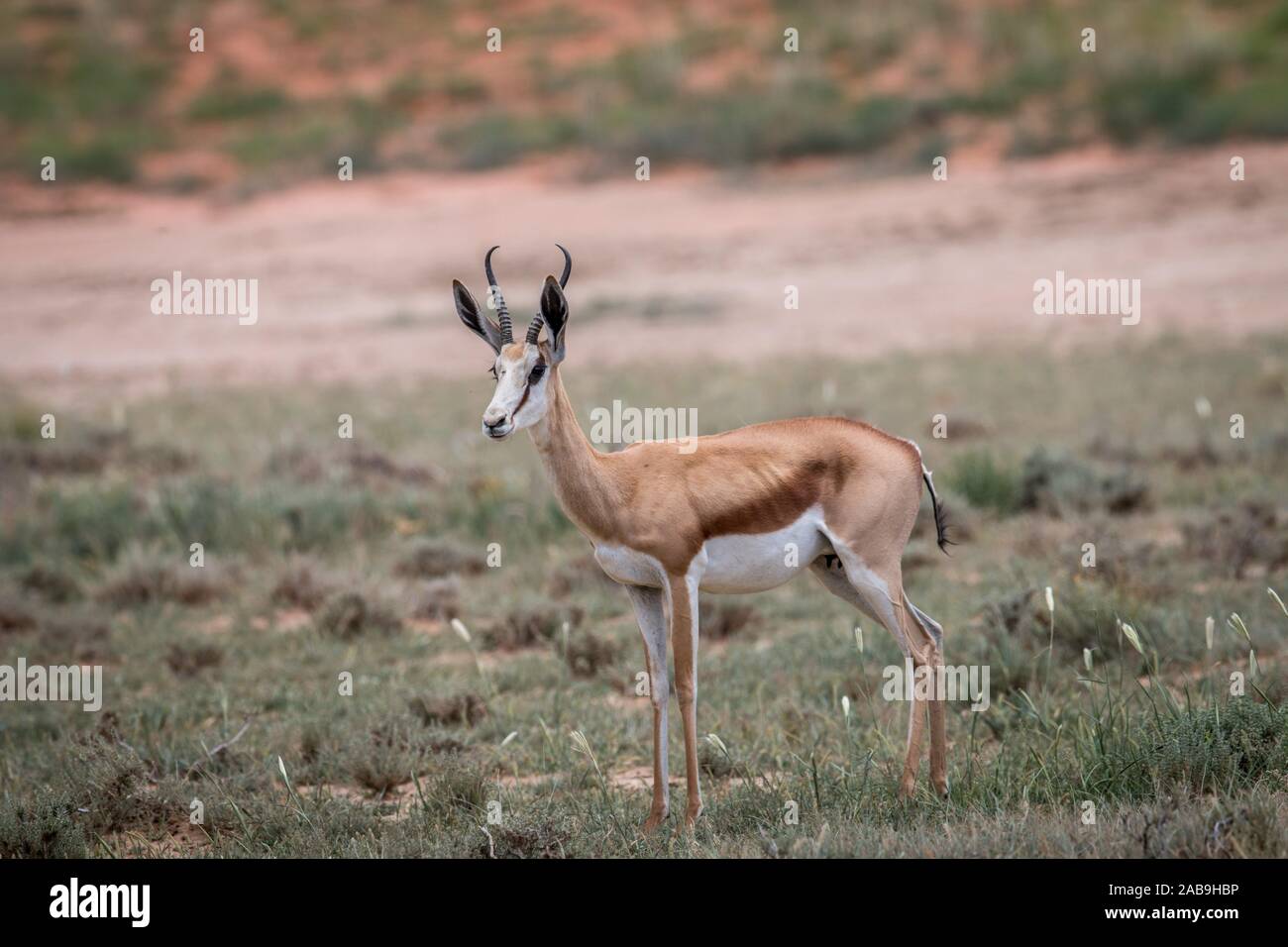 Starring Springbok in the Kgalagadi Transfrontier Park, South Africa. Stock Photo