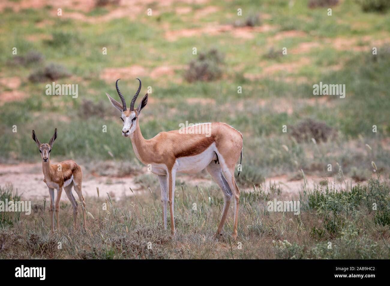 Starring Springbok in the Kgalagadi Transfrontier Park, South Africa. Stock Photo