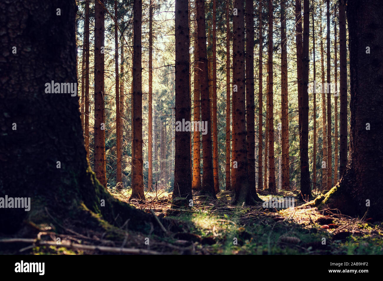 Beautiful summer day in the forest with big trees Stock Photo