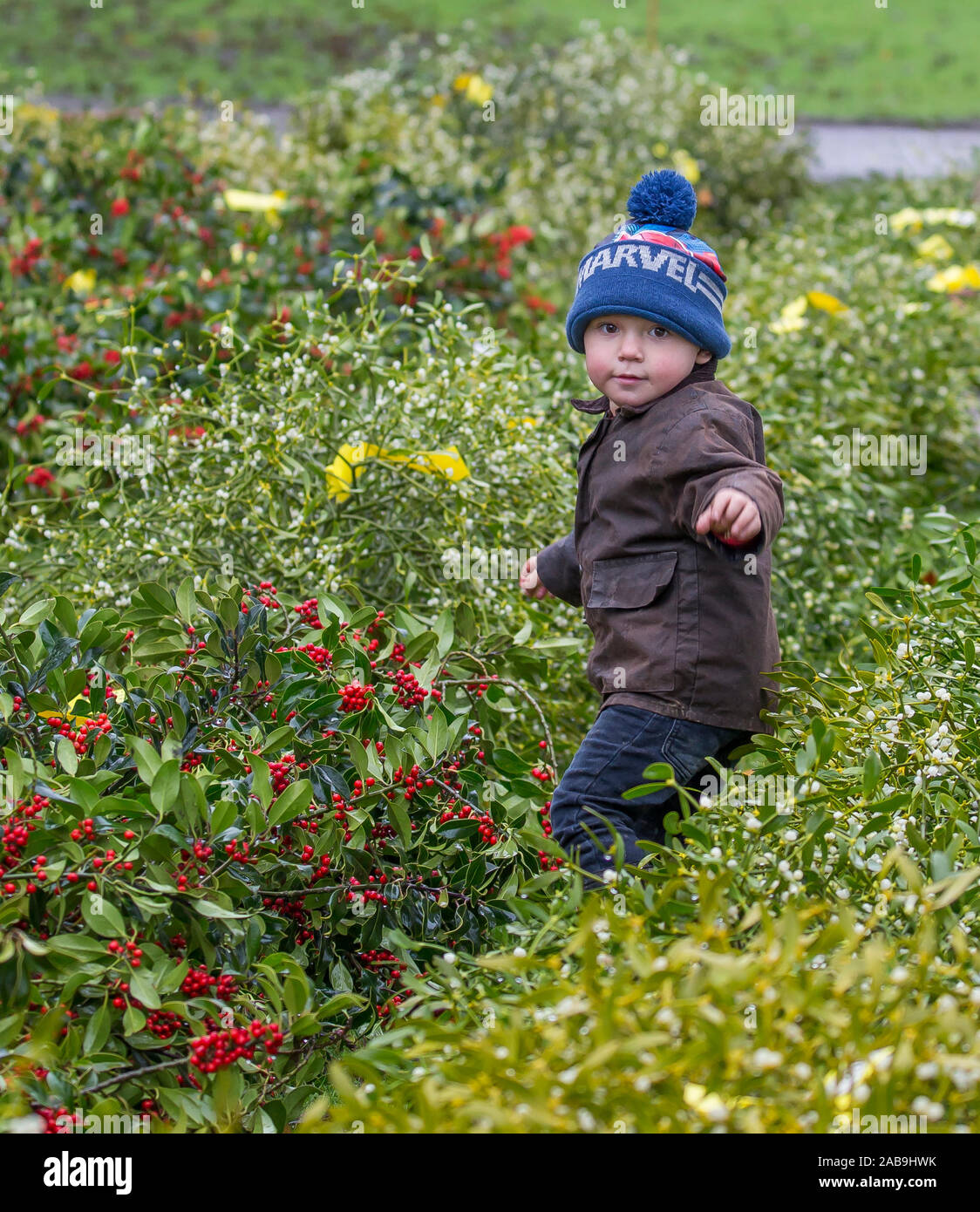 Tenbury Wells, UK. 26th Nov, 2019. In spite of wet, dreary weather, nothing dampens the spirit of UK buyers who flock to the Worcestershire town of Tenbury Wells for the annual Christmas Mistletoe and Holly Auction. With UK growers offering such a staggering selection of freshly-cut, berry-laden evergreens at this special event, retailers travel from far and wide to secure the finest festive foliage for the countdown to Christmas. Whilst waiting for his father, this little boy, Bobby-Lee, is having so much fun running around and hiding in rows of evergreens! Credit: Lee Hudson/Alamy Live News Stock Photo