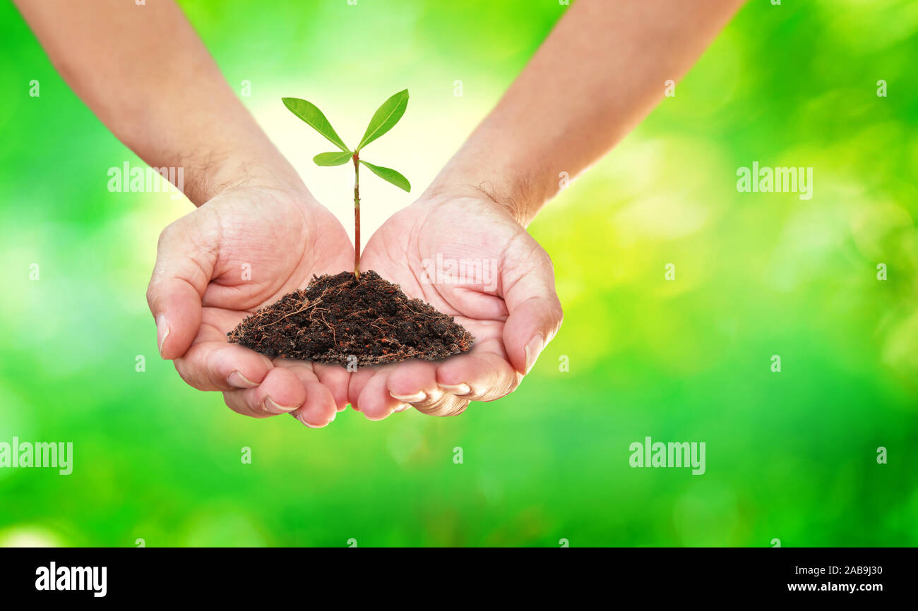 Hands holding small tree with soil on blurred light green background,  World Environment Day Concept Stock Photo
