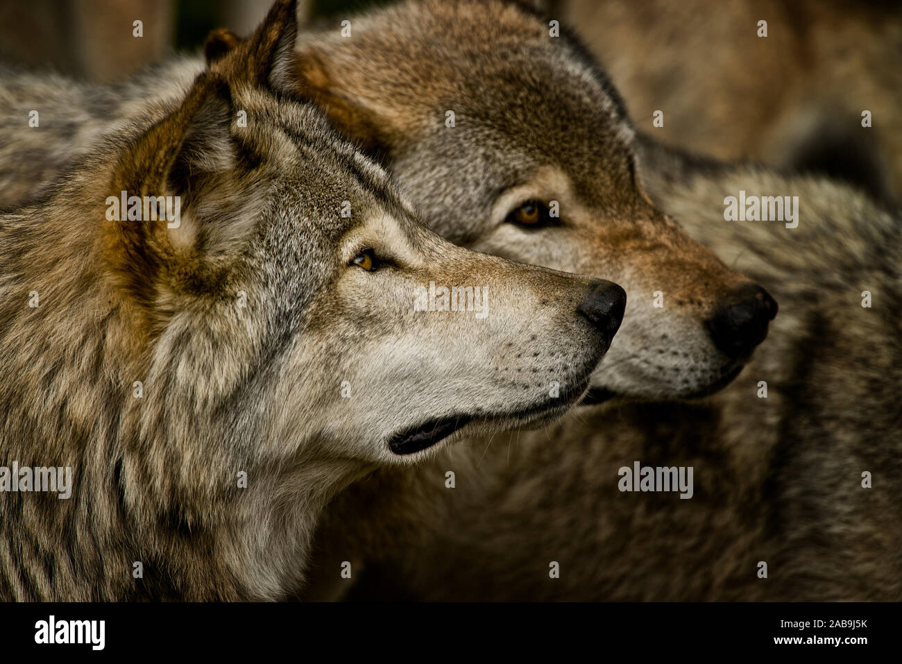 Two Eastern Gray Wolves looking to the right and upwards Stock Photo ...