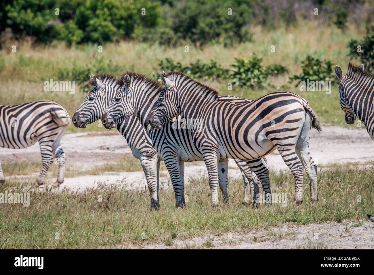 Side profile of three Zebras in the Chobe National Park, Botswana Stock