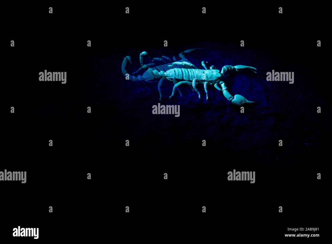 Scorpion in an UV light with his reflection, South Africa. Stock Photo