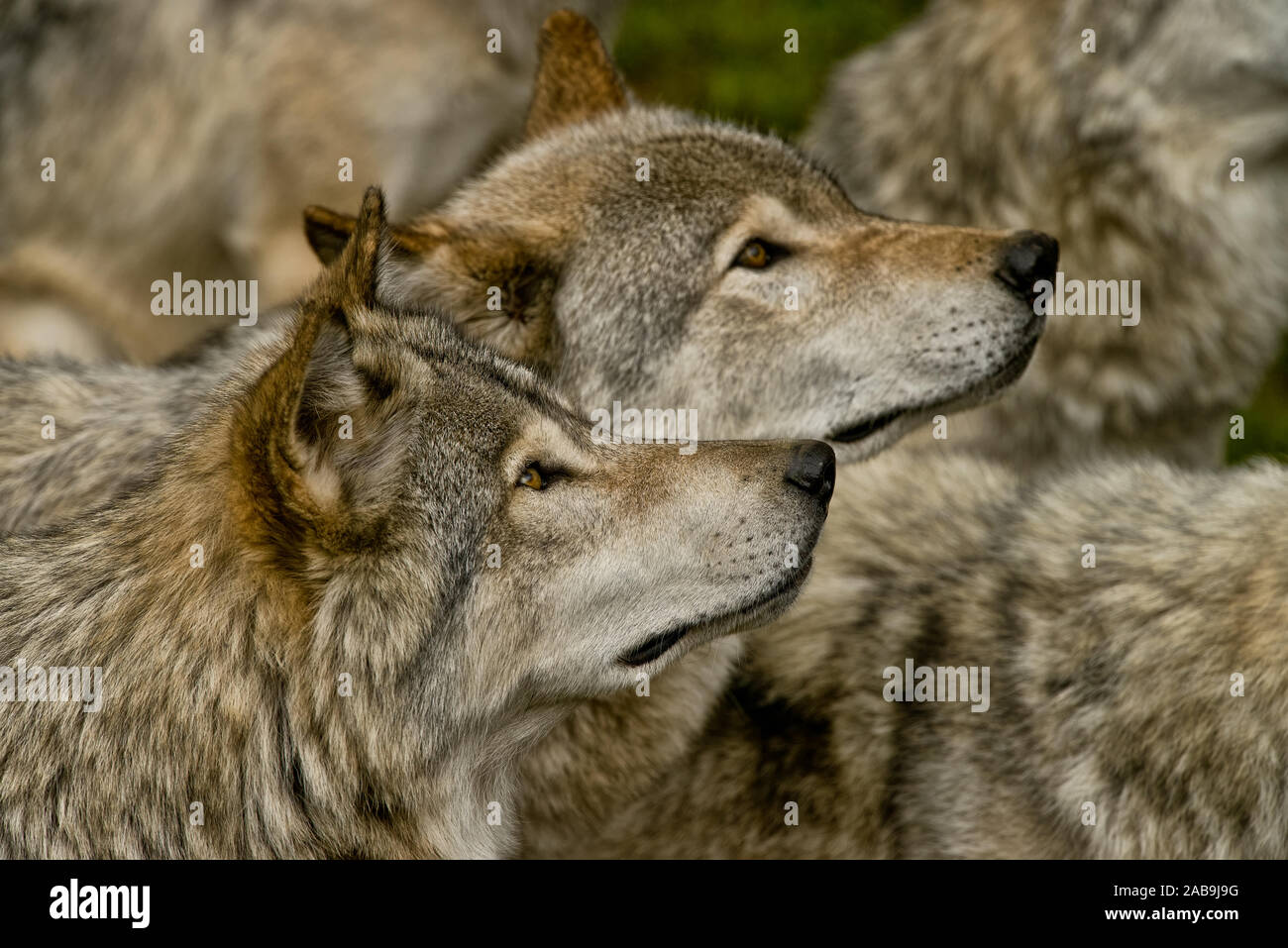 Two Eastern Gray Wolves looking up and to the right Stock Photo - Alamy