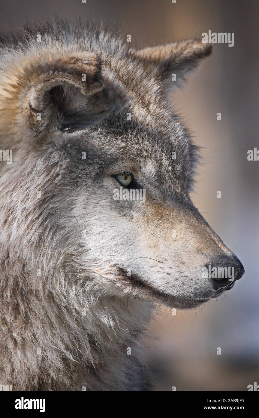 Grey Wolf Portrait looking right Stock Photo