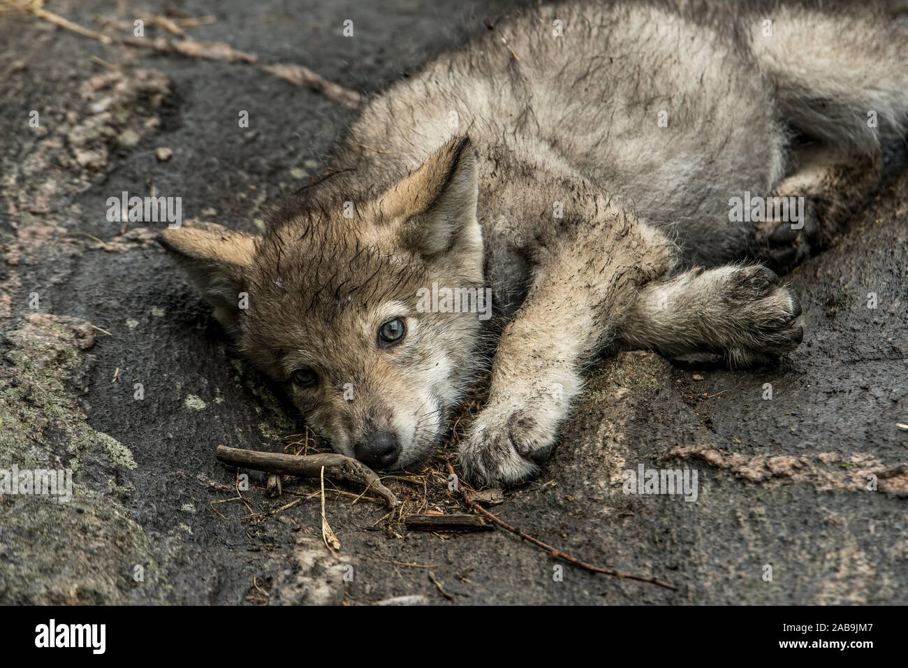 Eastern Timber Wolf Pups