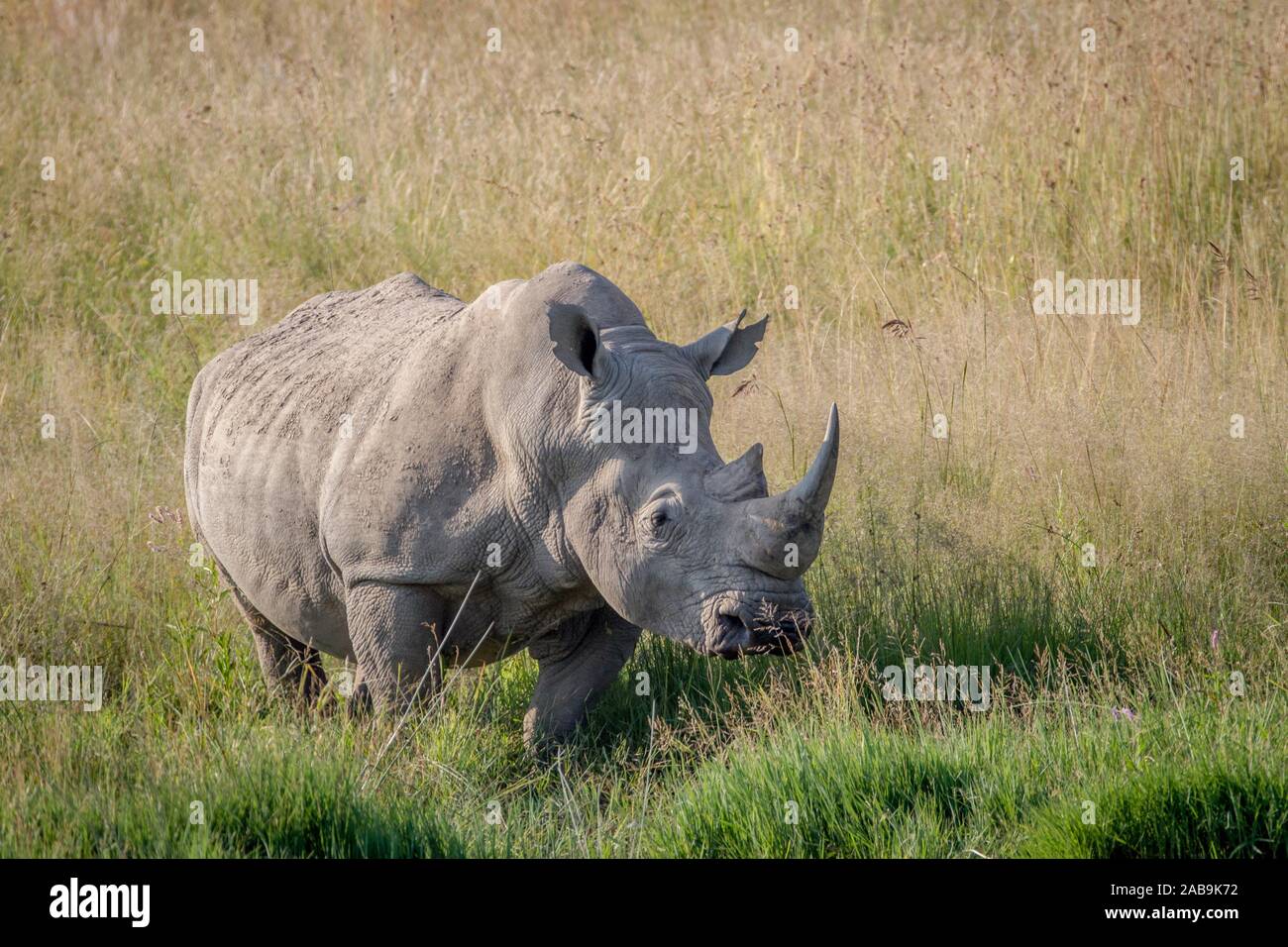 White rhino bull standing in the grass in South Africa Stock Photo - Alamy