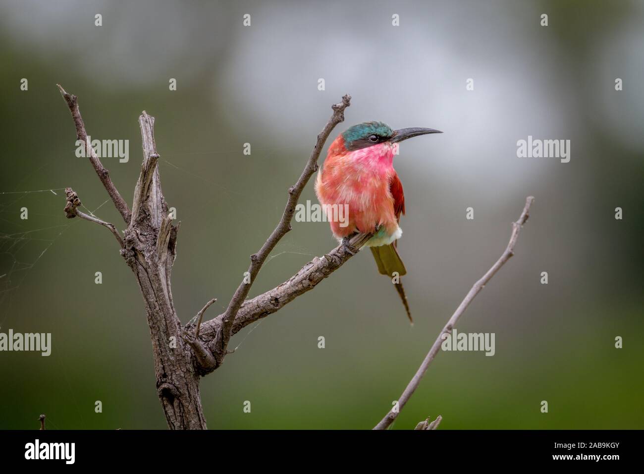 Carmine bee eater botswana hi-res stock photography and images - Alamy