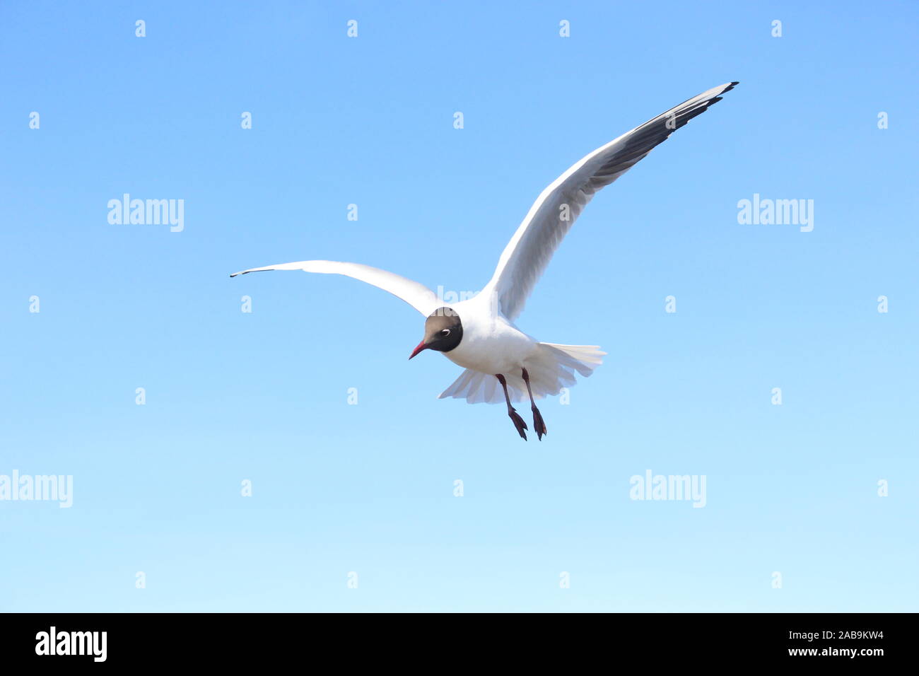 A seagull flying and looking after food in the nature reserve Oset in Örebro. Stock Photo