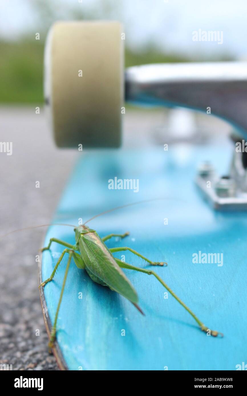 A bush cricket riding a skateboard in Nora, Sweden. Stock Photo