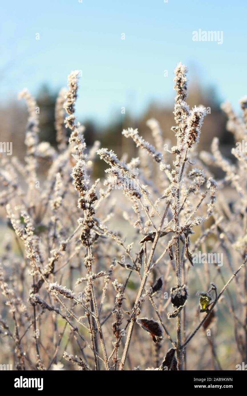 A standing shot of frostbitten plants in early winter in sweden Stock Photo