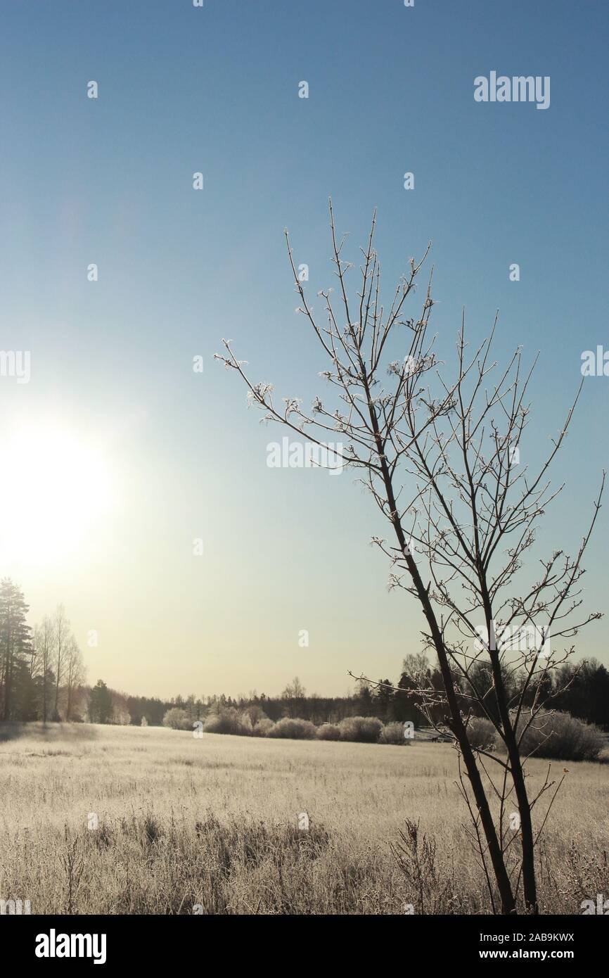 a tree in the foreground covered by frost, the background is a beautiful white snowy landscape. Stock Photo