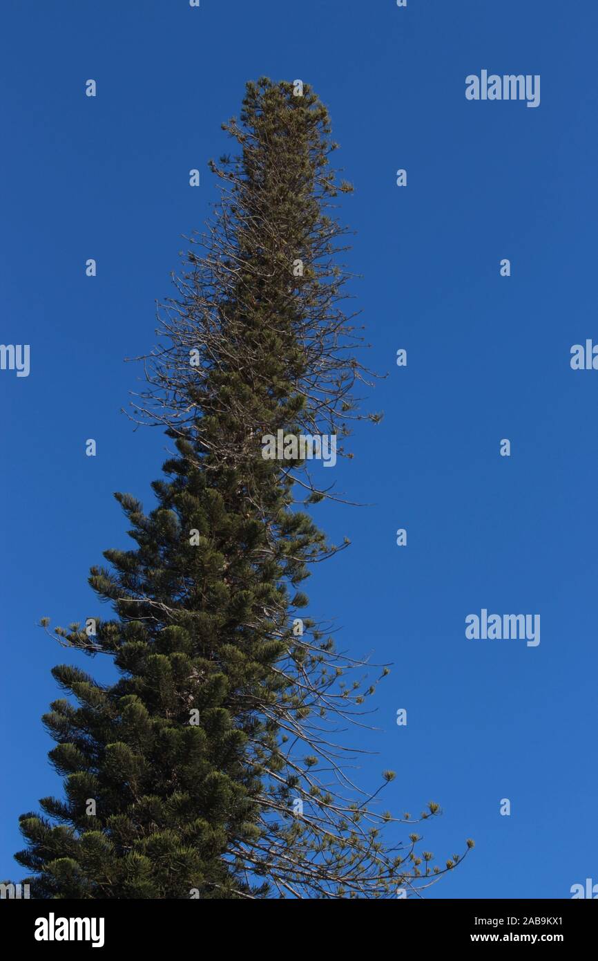 a-tall-pine-tree-in-tenerife-stock-photo-alamy