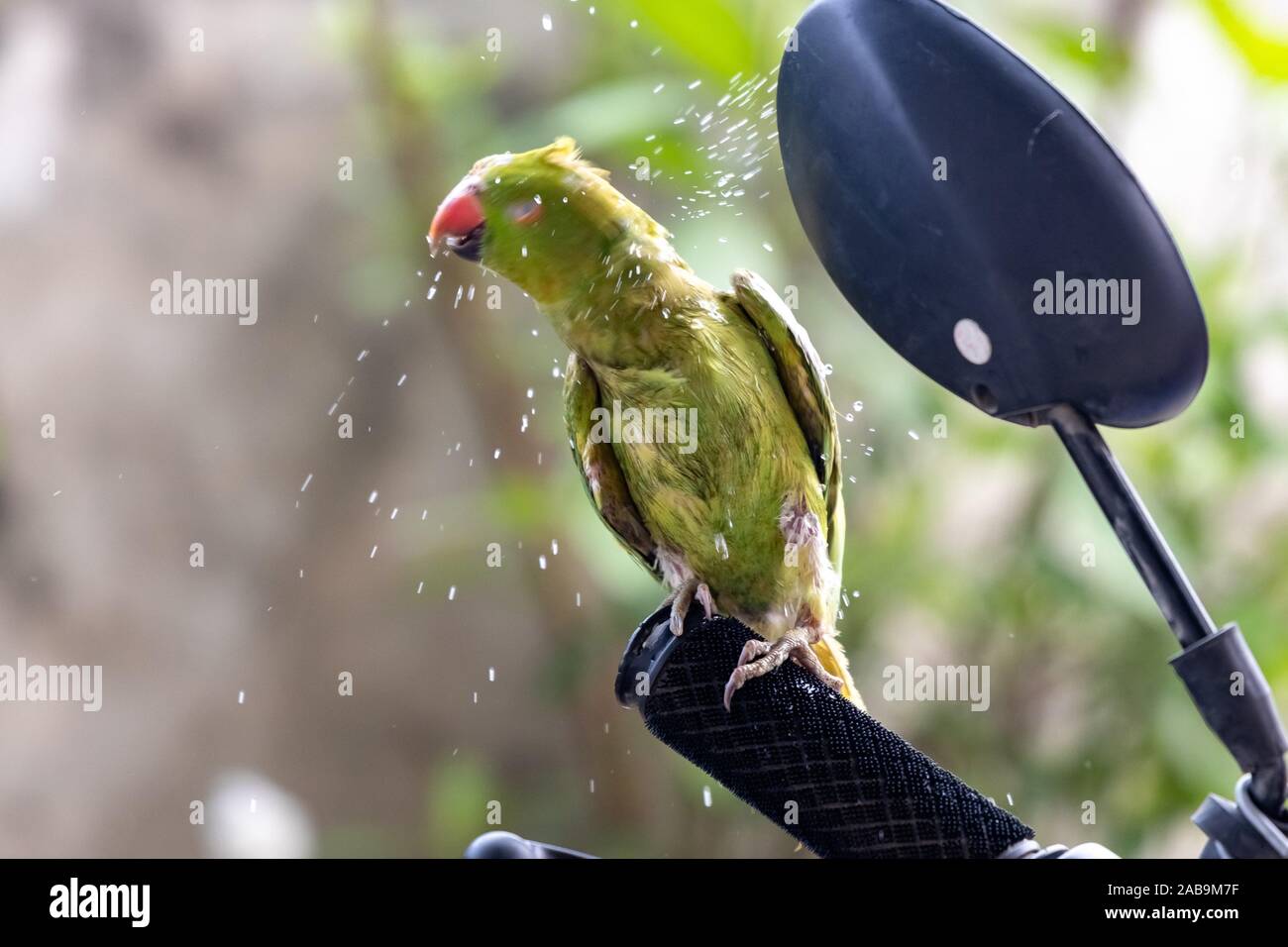 Green ringneck parrot shakes head to get rid of water Stock Photo Alamy