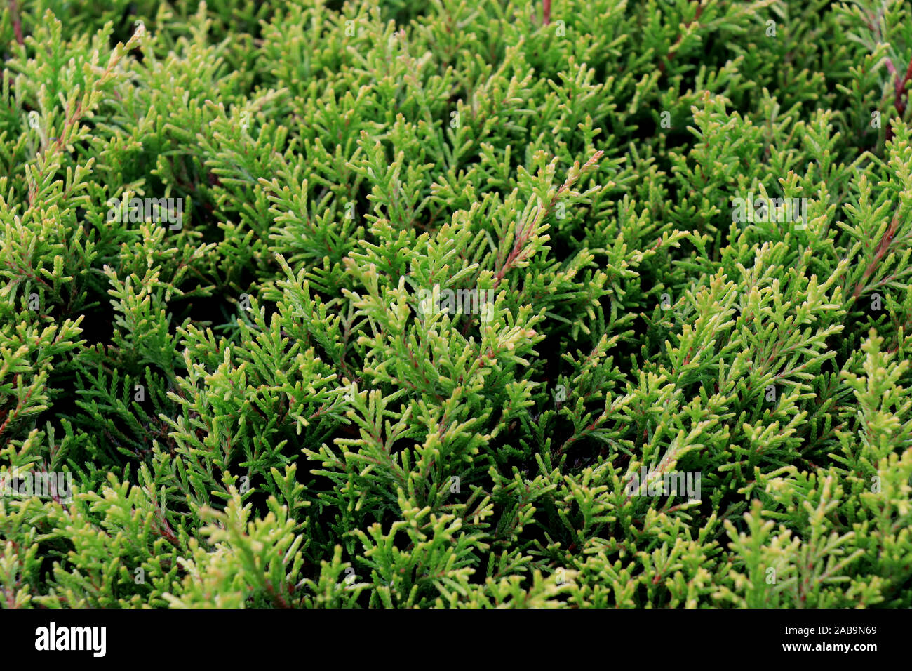 Juniper Evergreen Berries. Up close image of juniper shrub with berries