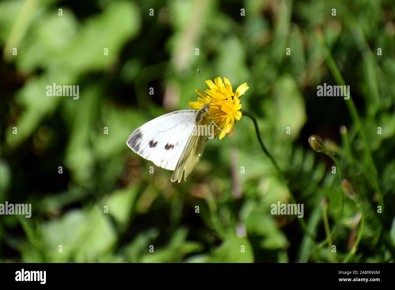 Cabbage butterfly yellow flower hires stock photography and images Alamy