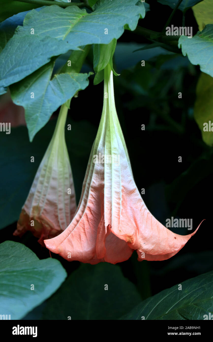 Brugmansia versicolor is a species of plant in the family Solanaceae, commonly known as “angel’s trumpets”. Brugmansia Suaveolens. Stock Photo