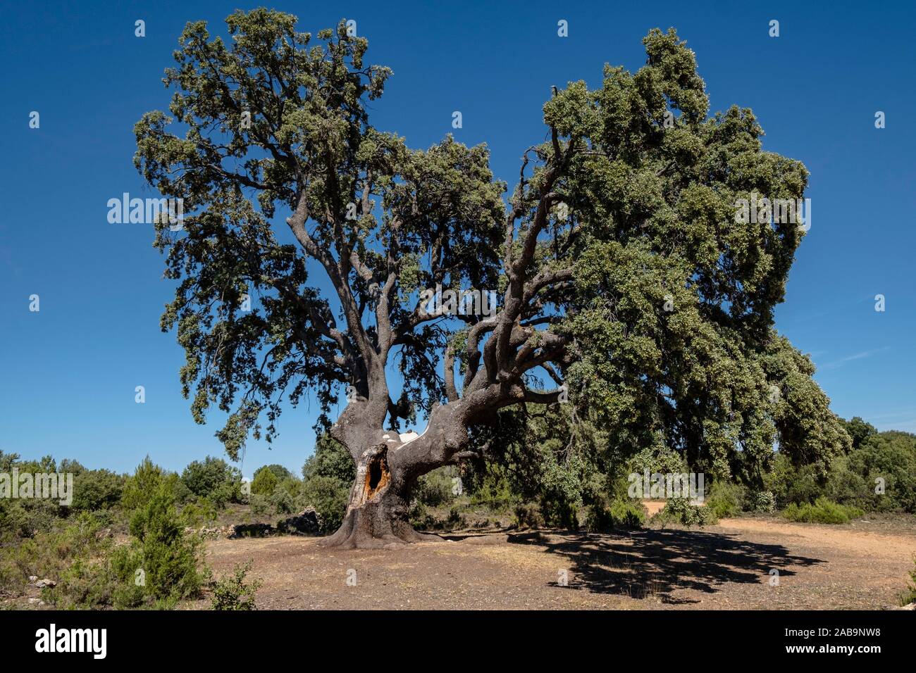 Planta rama hi-res stock photography and images - Alamy