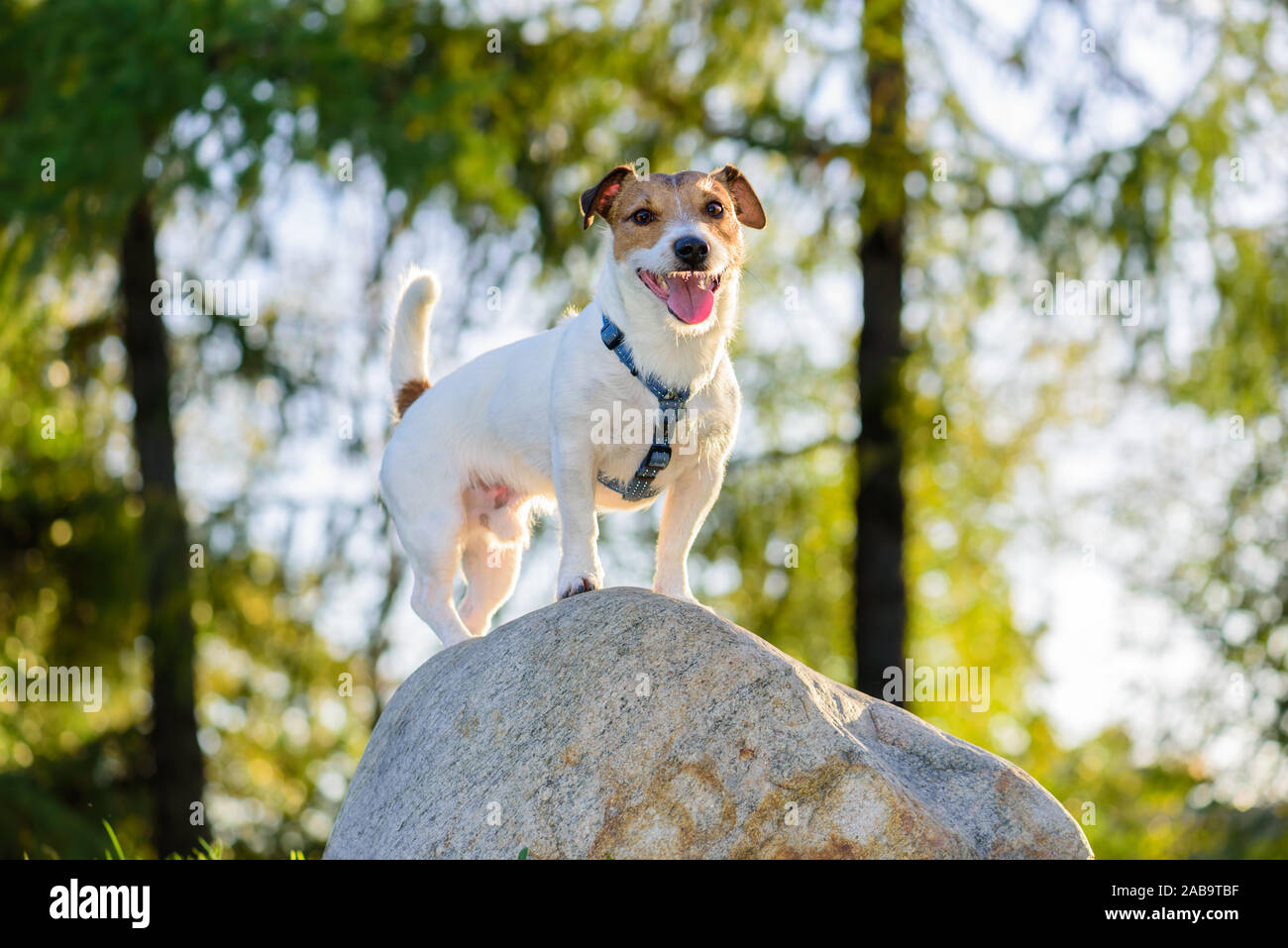Happy smiling dog standing on stone like winner on a podium Stock Photo
