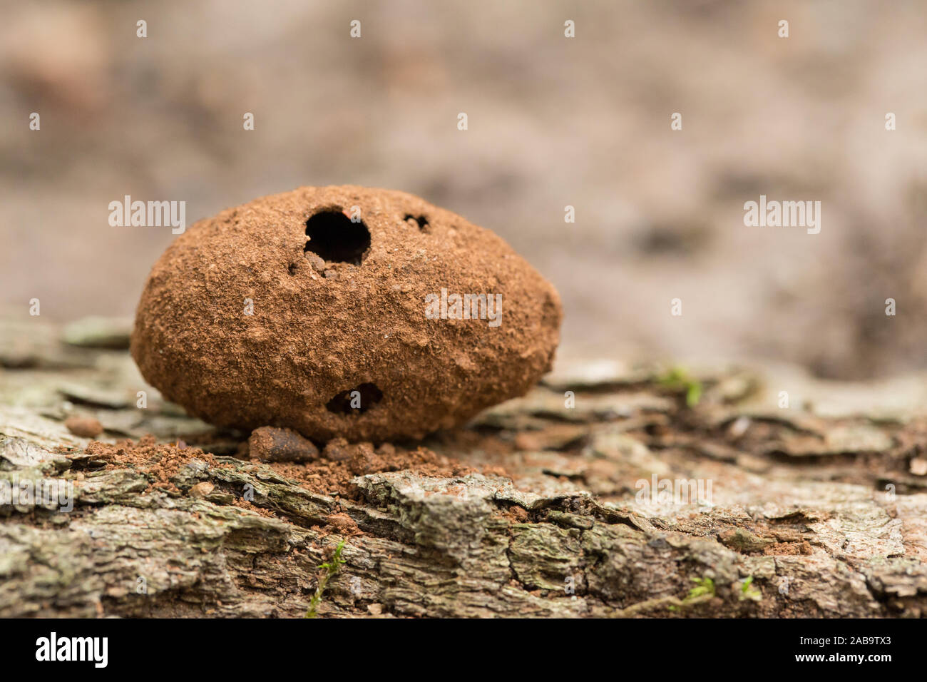 Old pupae of the Russian leather hermit beetle (Osmoderma barnabita) Stock Photo
