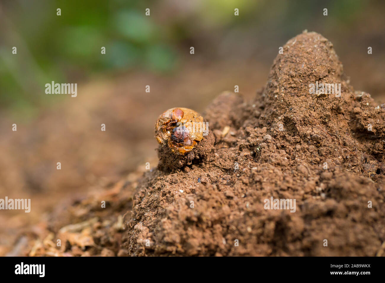 Old pupae of the Russian leather hermit beetle (Osmoderma barnabita) Stock Photo