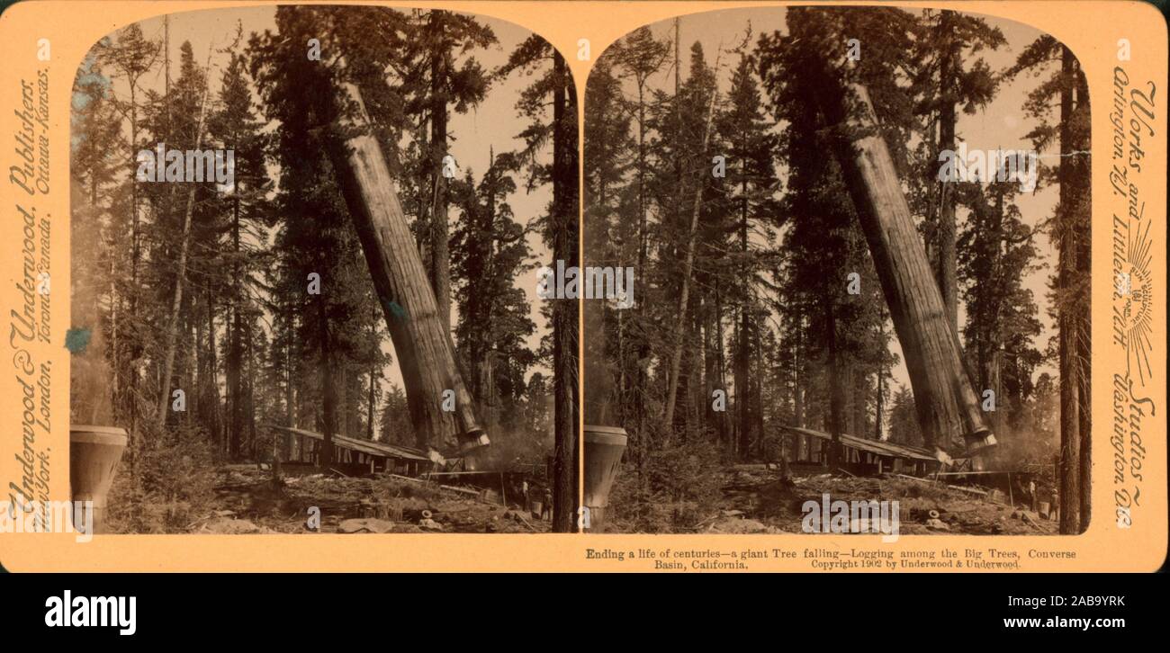 Ending a life of centuries, a giant tree falling, logging among the big  trees, Converse Basin, California. Underwood & Underwood (Publisher).  Robert Stock Photo - Alamy