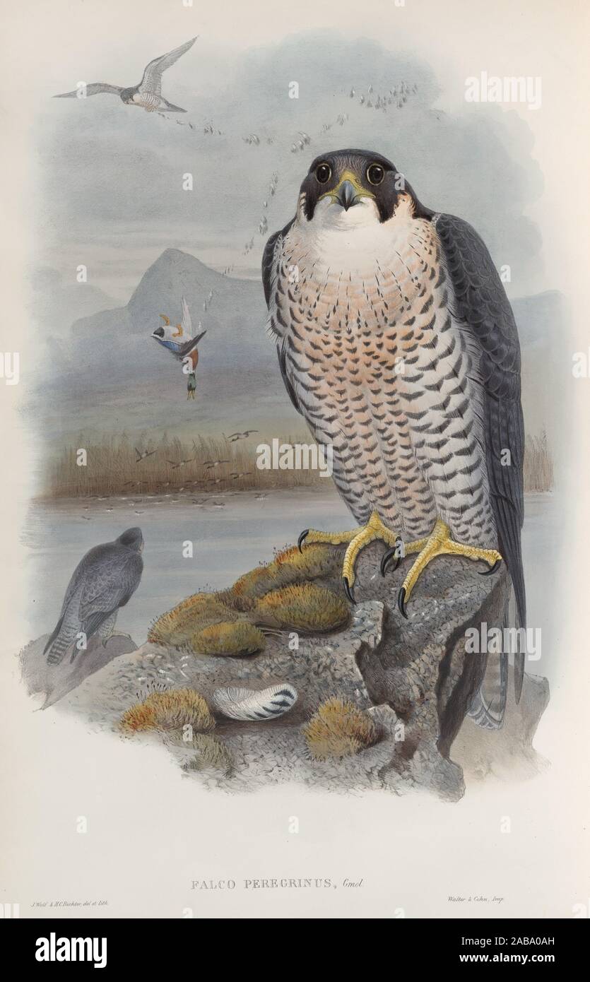 Peregrine Falcon London Stock Photos Peregrine Falcon
