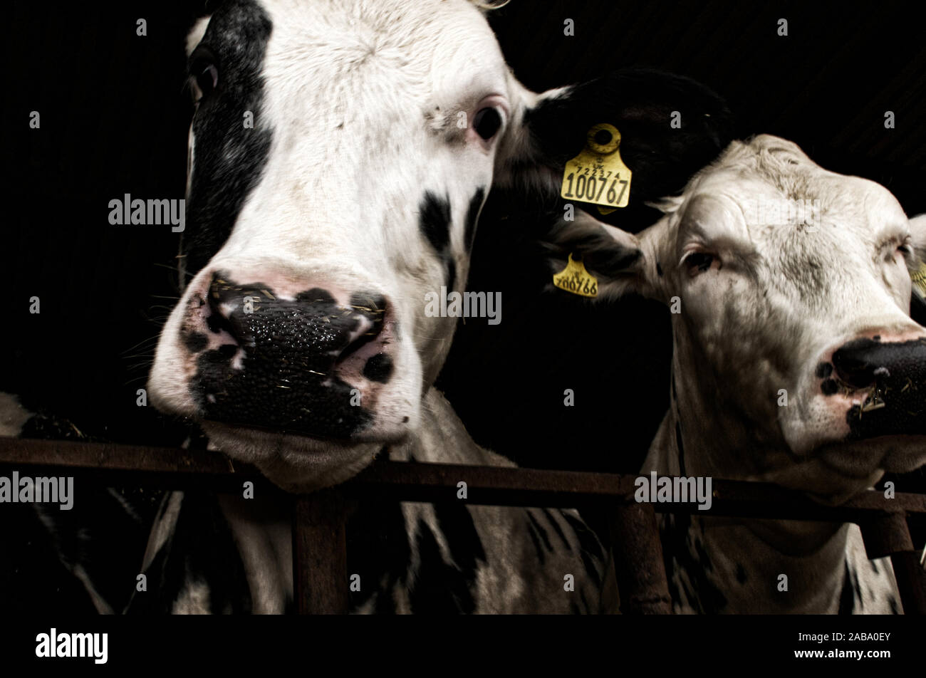 Two black and white milk cows standing behind bars and wearing electronic identification tags. Stock Photo