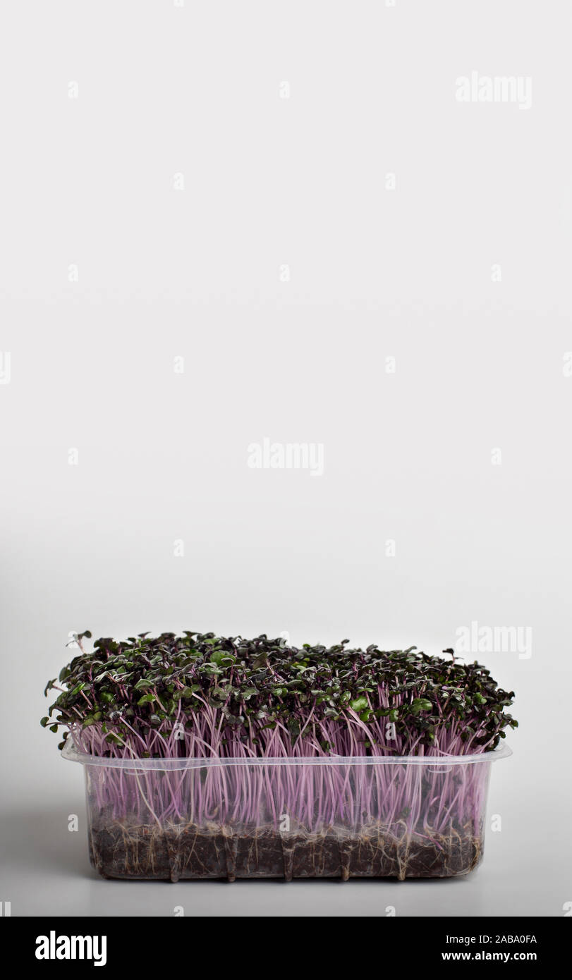 Red seedling in wet soil inside plastic box on white Stock Photo