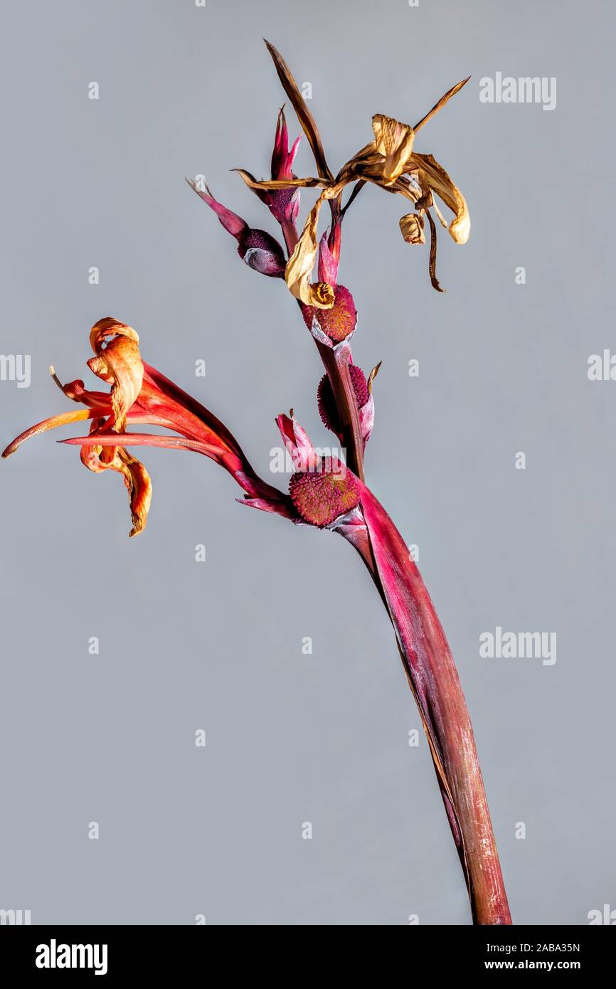 Spanish lily seeds (Iris xiphium). Madrid. Spain. Europe Stock Photo