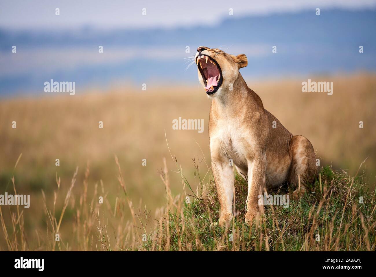 Lioness (Panthera leo) yawning in savanna. Masai Mara National Reserve, Kenya. Stock Photo