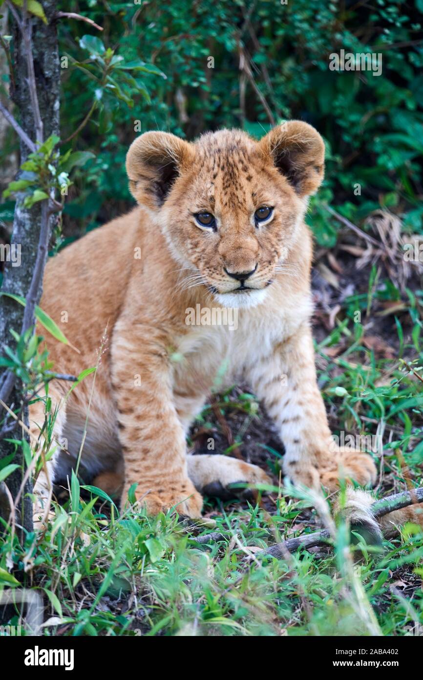 Lion cub portrait (Panthera leo) Masai Mara National Reserve, Kenya. Stock Photo